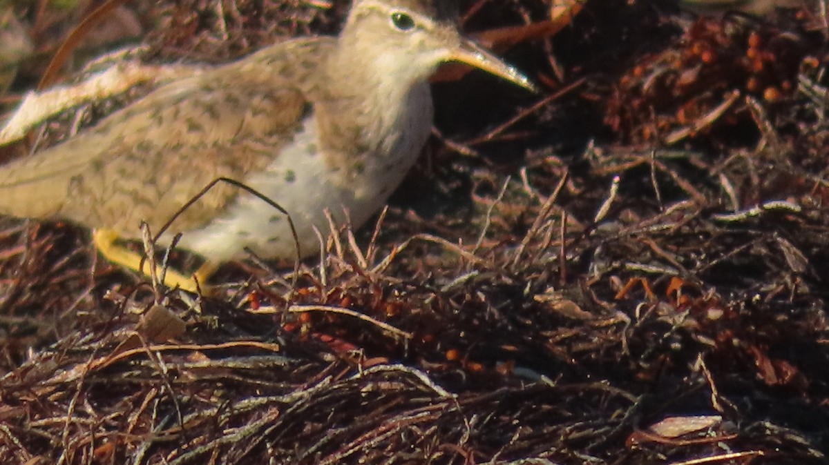 Spotted Sandpiper - ML618943060