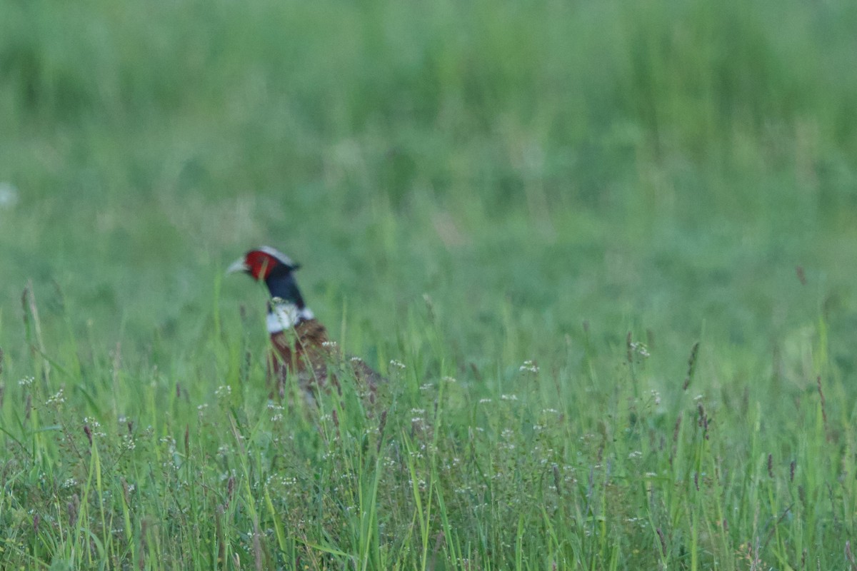 Ring-necked Pheasant - Deanna McLaughlin