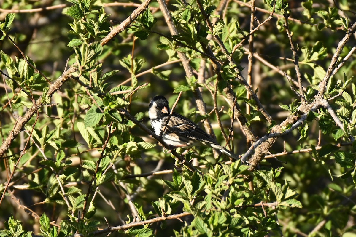 Harris's Sparrow - Cameron Heusser