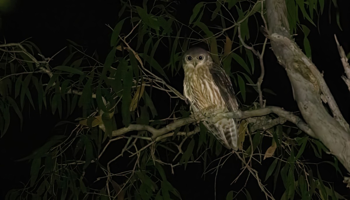 Barking Owl - ML618943110