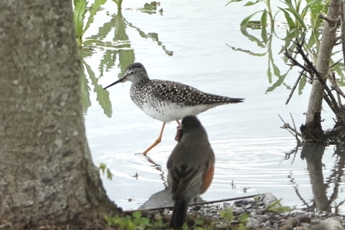 Lesser Yellowlegs - Adrian Fenton