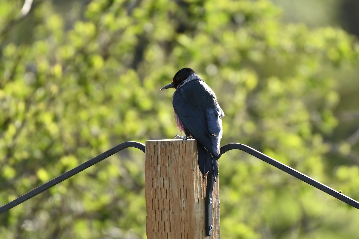 Lewis's Woodpecker - Cameron Heusser