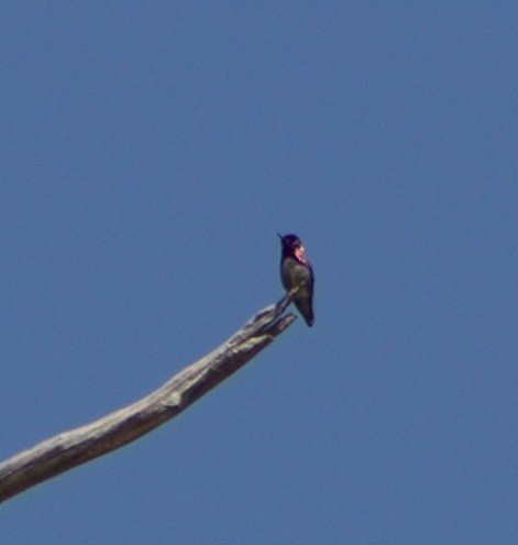 Anna's Hummingbird - Caitlin Eldridge