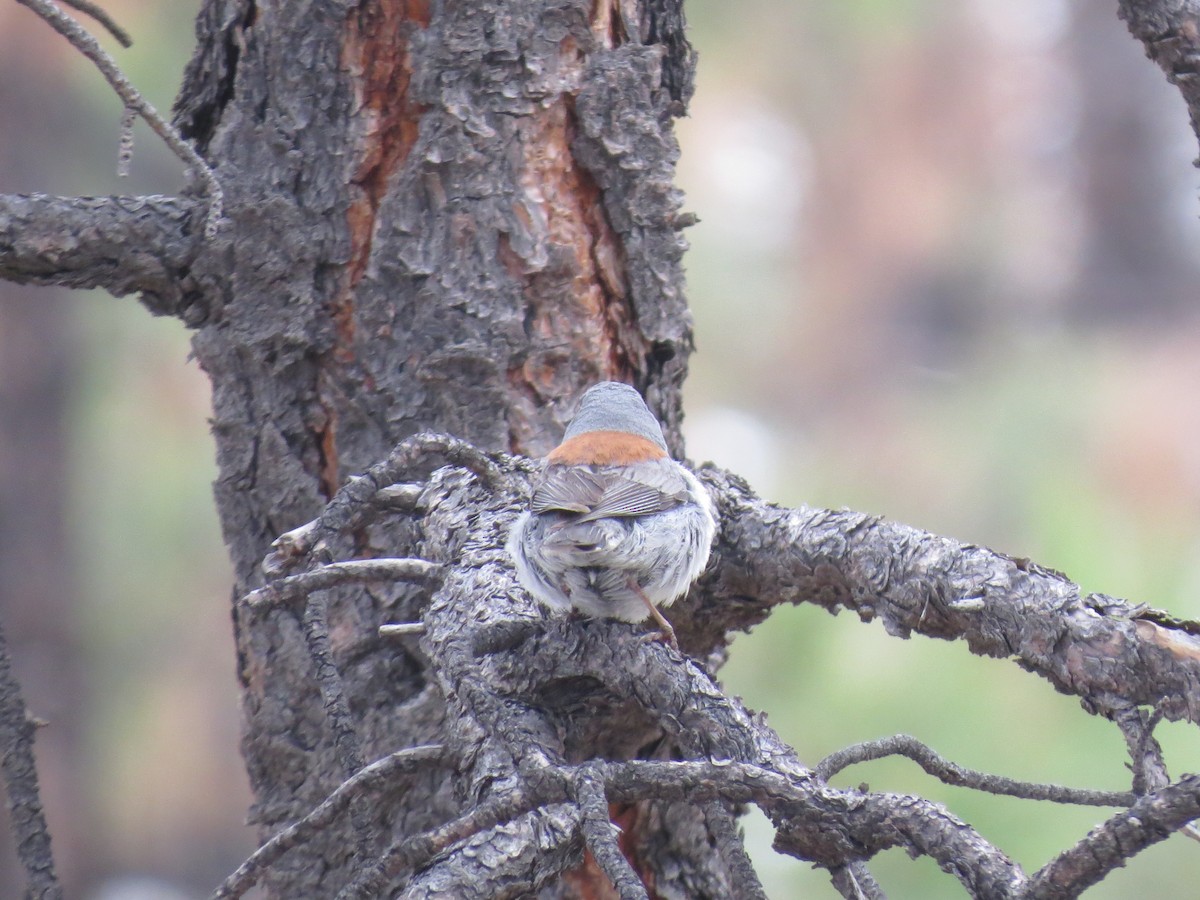 Dark-eyed Junco - Evan Waite