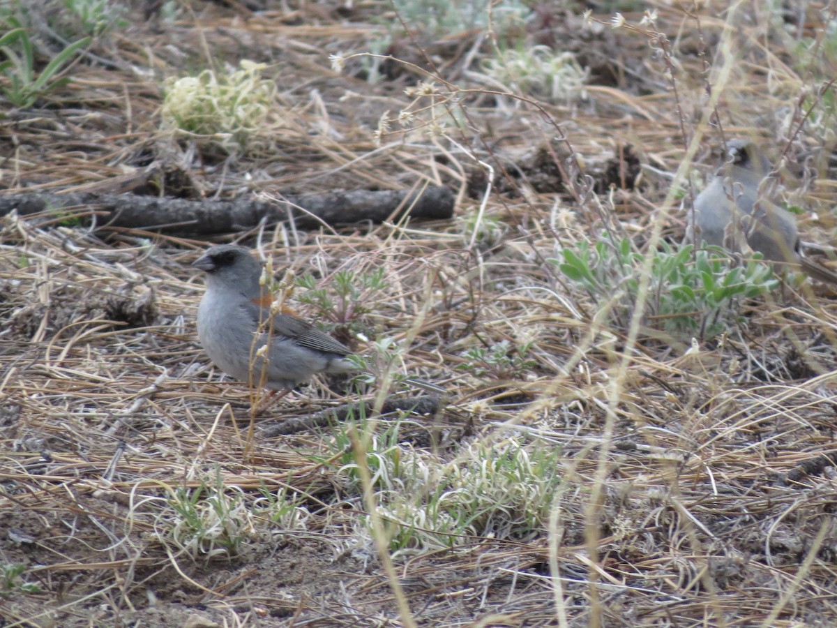 Dark-eyed Junco - Evan Waite