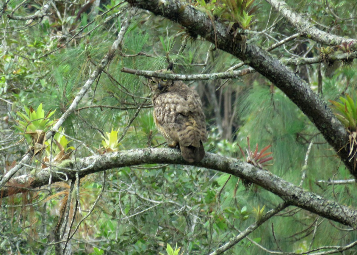 Great Horned Owl - Claudia Rivera de Aragón