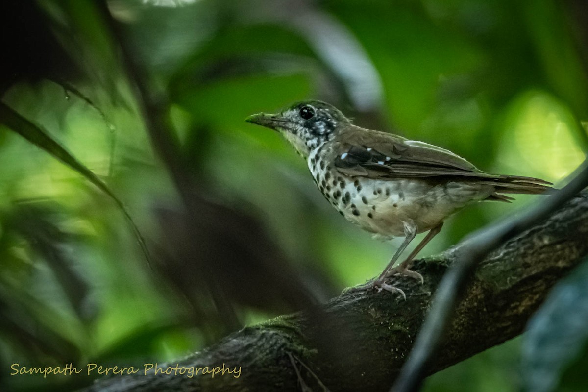 Spot-winged Thrush - Sampath Indika Perera