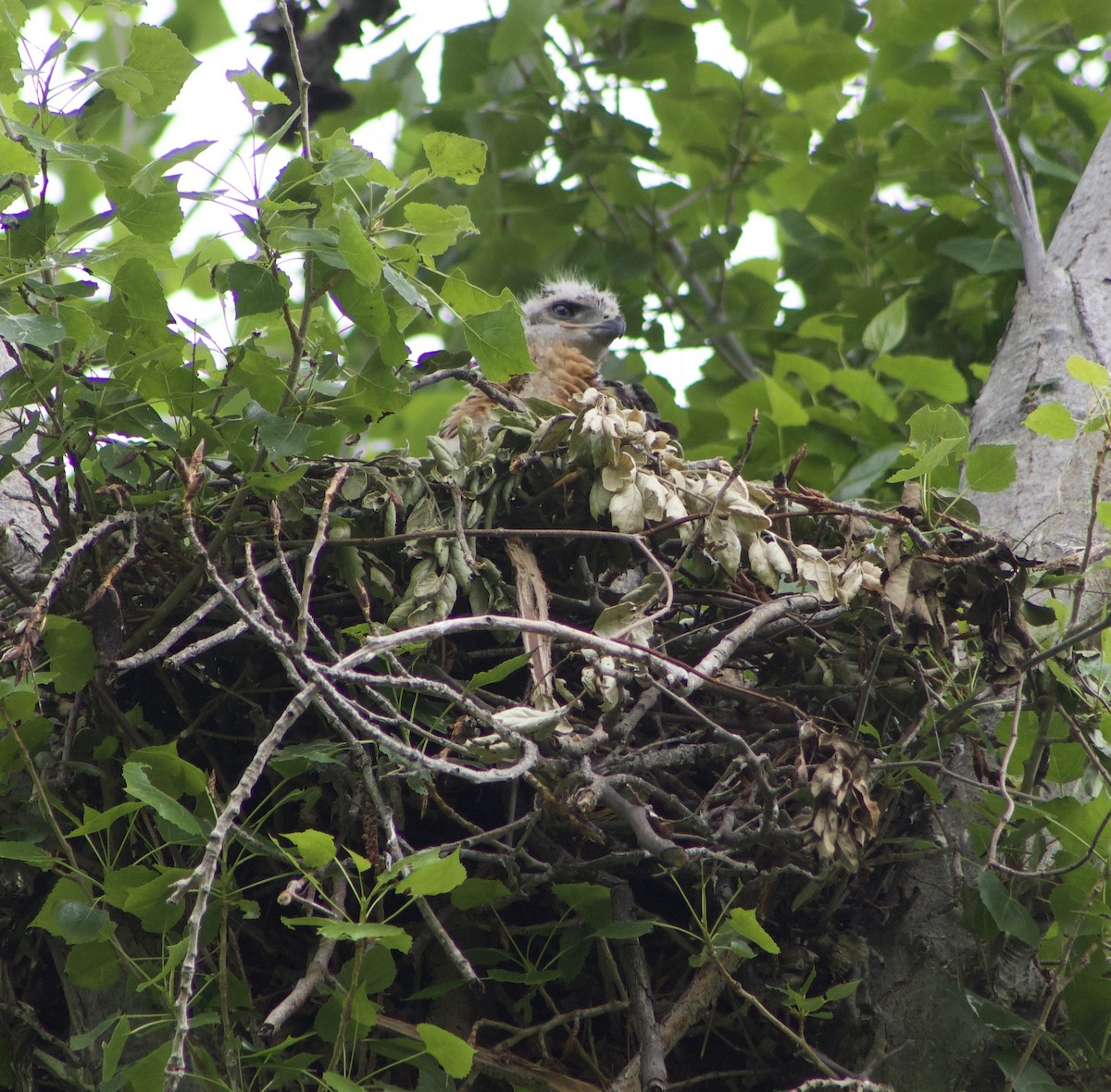 Red-tailed Hawk - Caitlin Eldridge