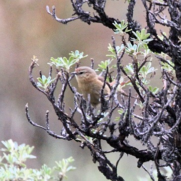 Tawny Tit-Spinetail - ML618943209