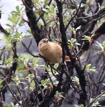 Tawny Tit-Spinetail - ML618943210