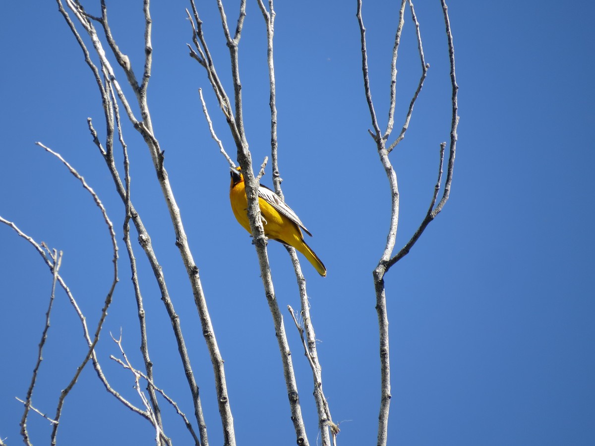 Bullock's Oriole - Evan Waite