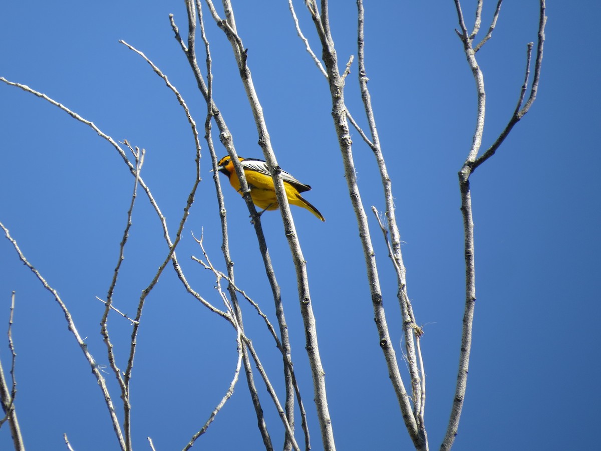 Bullock's Oriole - ML618943235