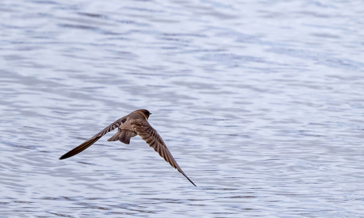 Northern Rough-winged Swallow - ML618943239