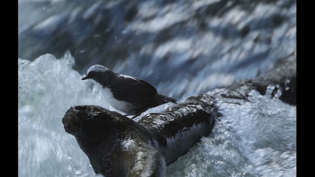 White-capped Dipper - ML618943240