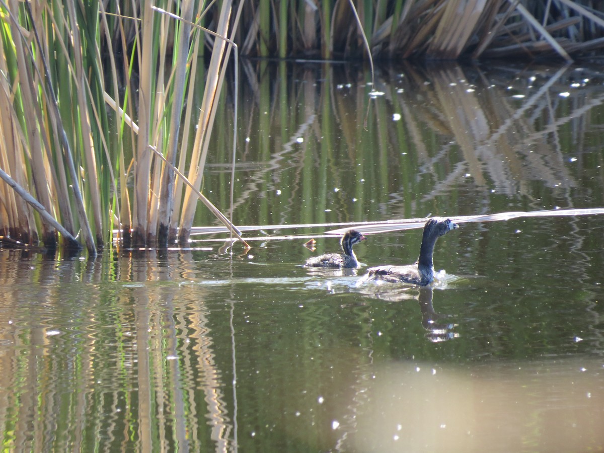 Pied-billed Grebe - Evan Waite