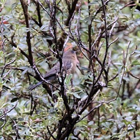 Tit-like Dacnis - Oscar  Diaz