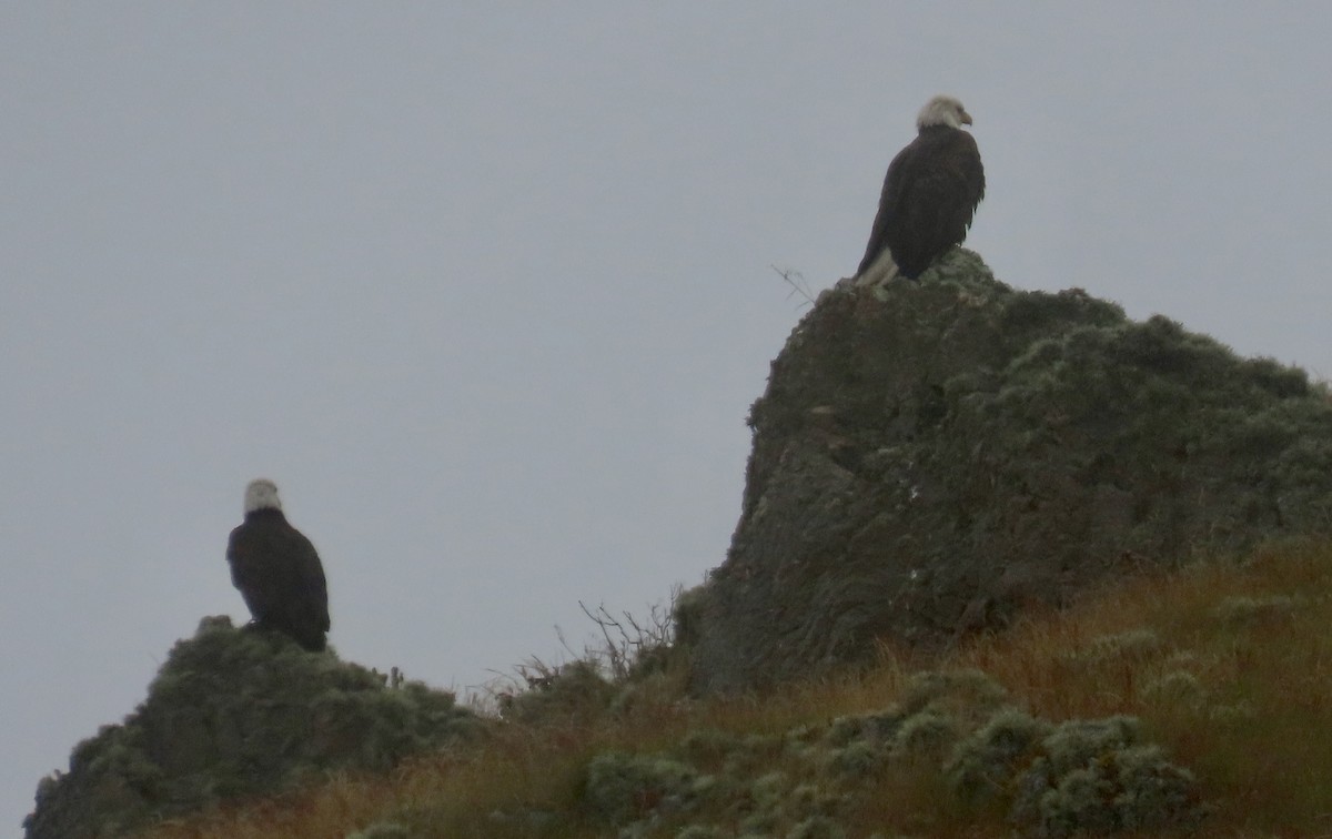 Bald Eagle - ML618943258