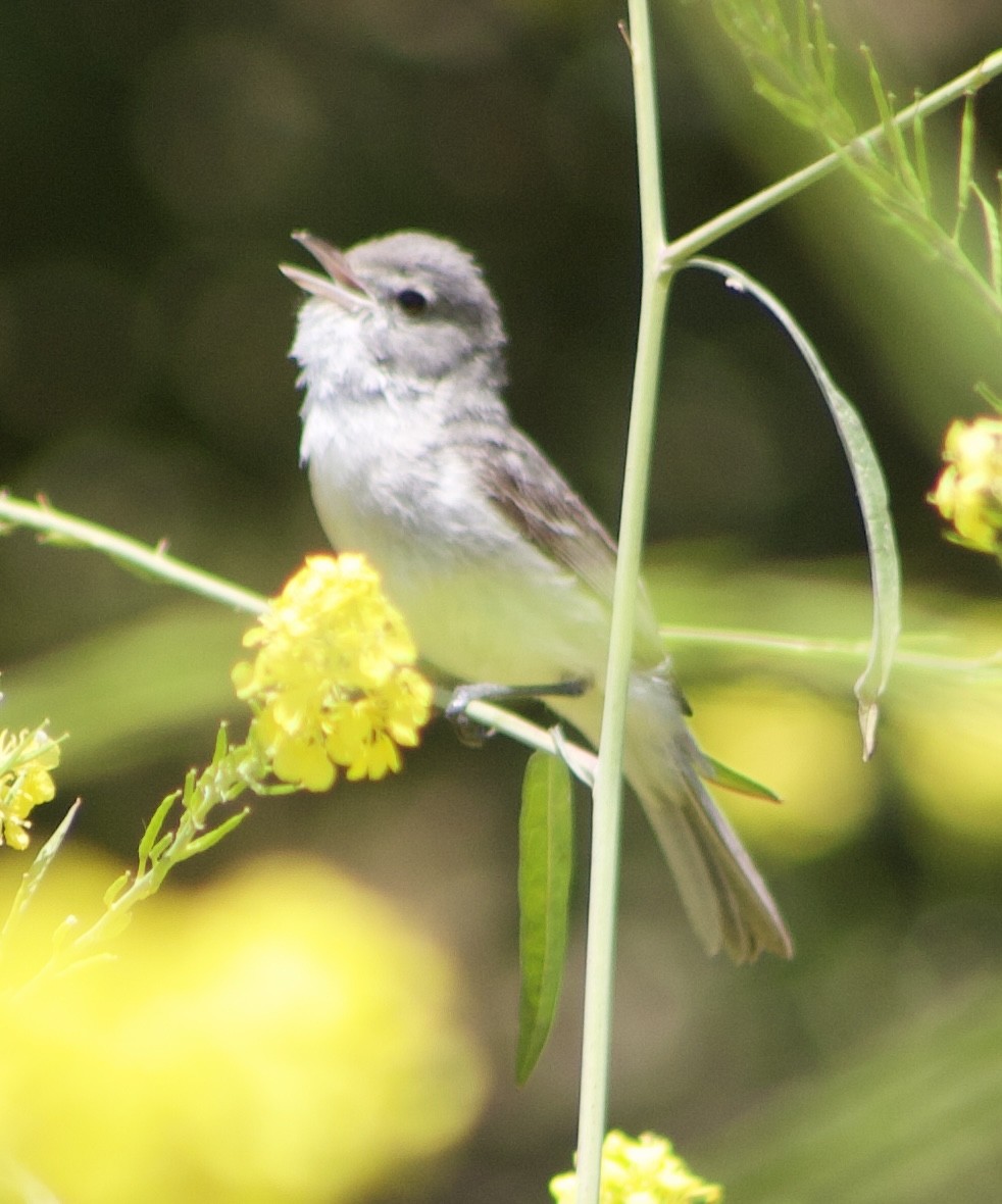 Bell's Vireo - Caitlin Eldridge