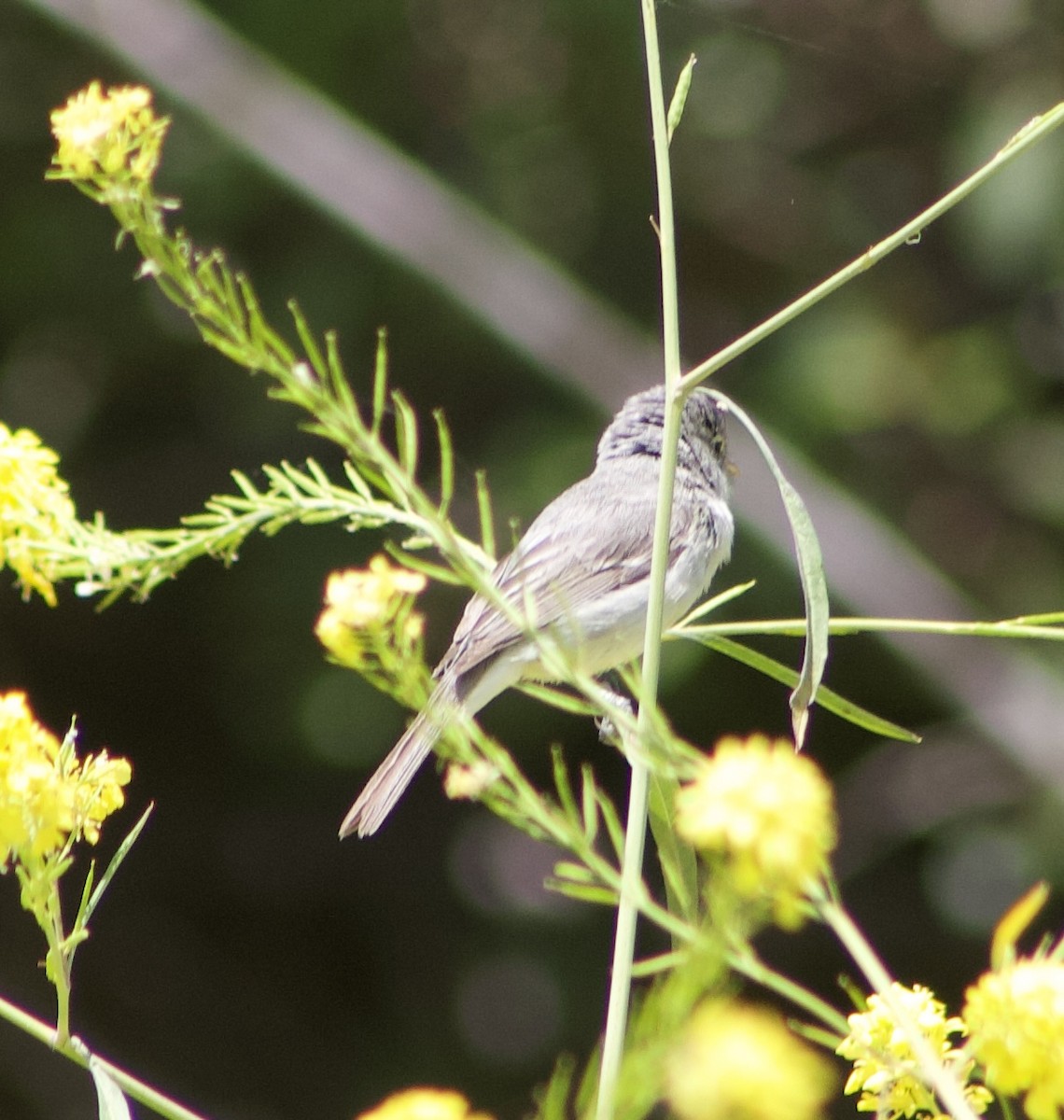 Bell's Vireo - Caitlin Eldridge