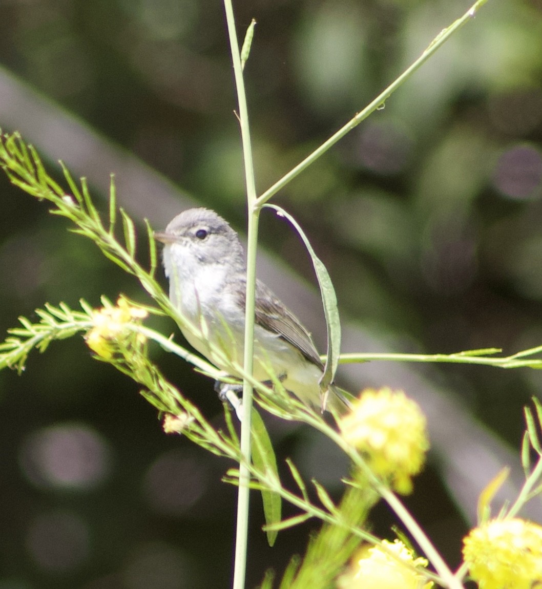 Bell's Vireo - Caitlin Eldridge