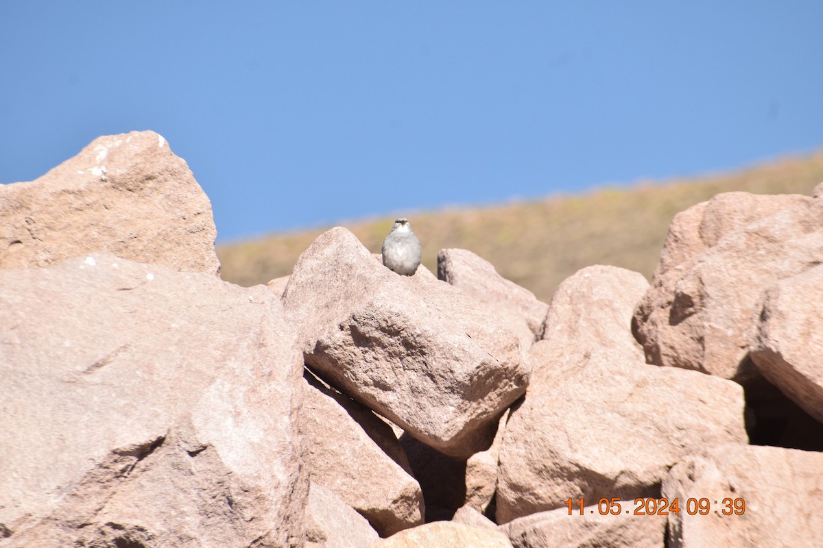 Plumbeous Sierra Finch - Reynaldo Valdivia Reyes