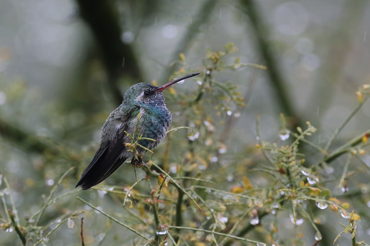 Colibrí Piquiancho Común - ML618943289