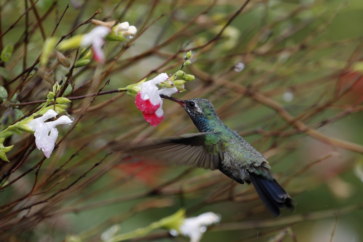 Colibrí Piquiancho Común - ML618943295