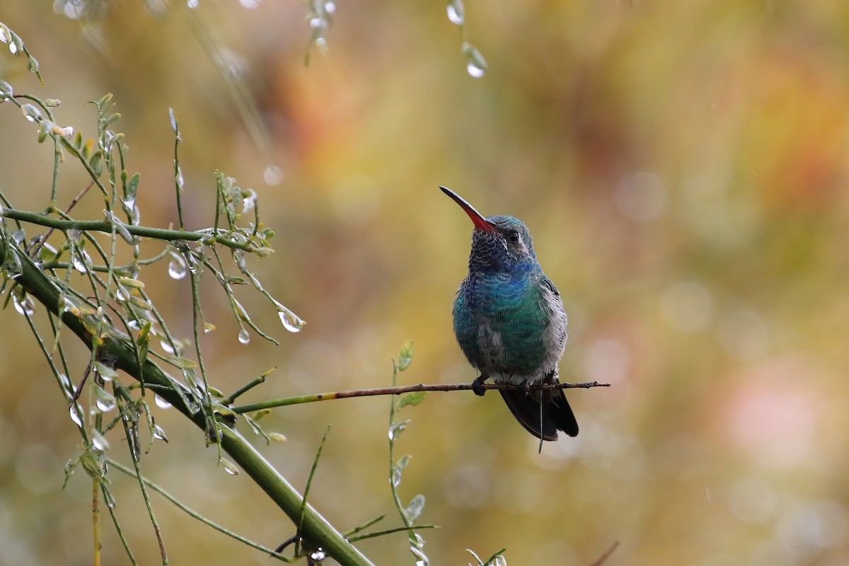 Colibrí Piquiancho Común - ML618943296