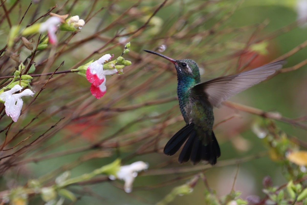 Colibrí Piquiancho Común - ML618943298