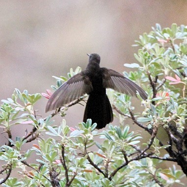 kolibřík mourovatý - ML618943303