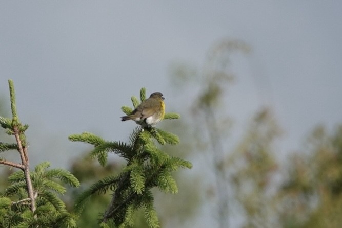 Yellow-breasted Chat - ML618943313