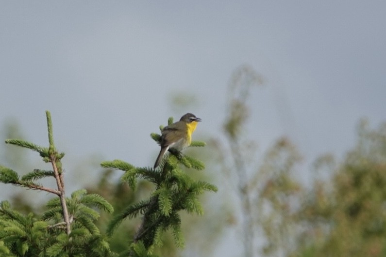 Yellow-breasted Chat - ML618943314