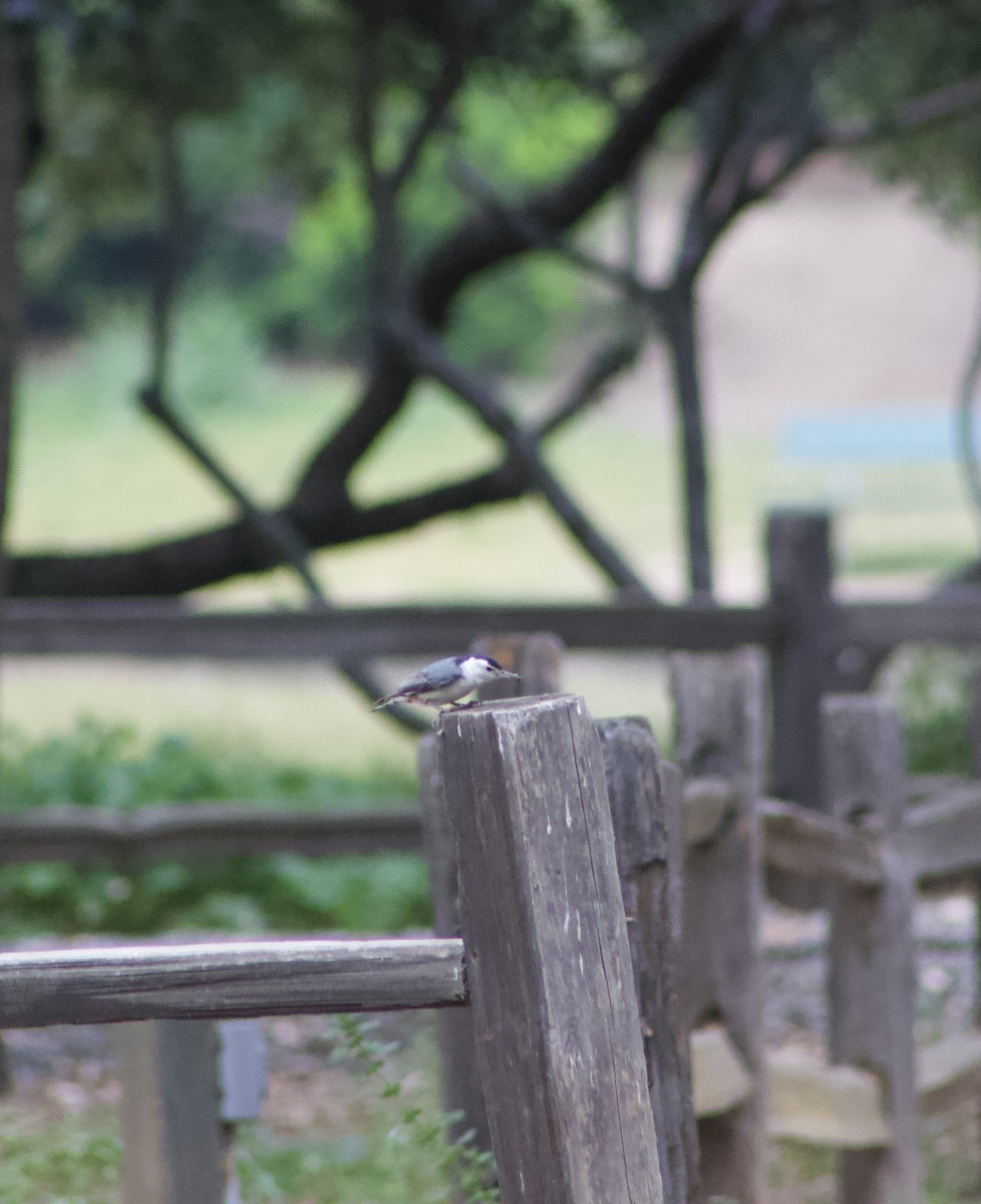 White-breasted Nuthatch - Caitlin Eldridge