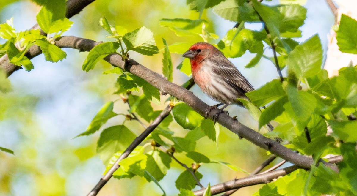 House Finch - Matt M.