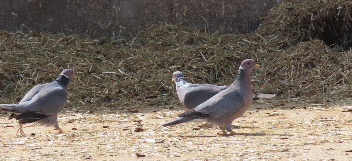 Band-tailed Pigeon - Petra Clayton