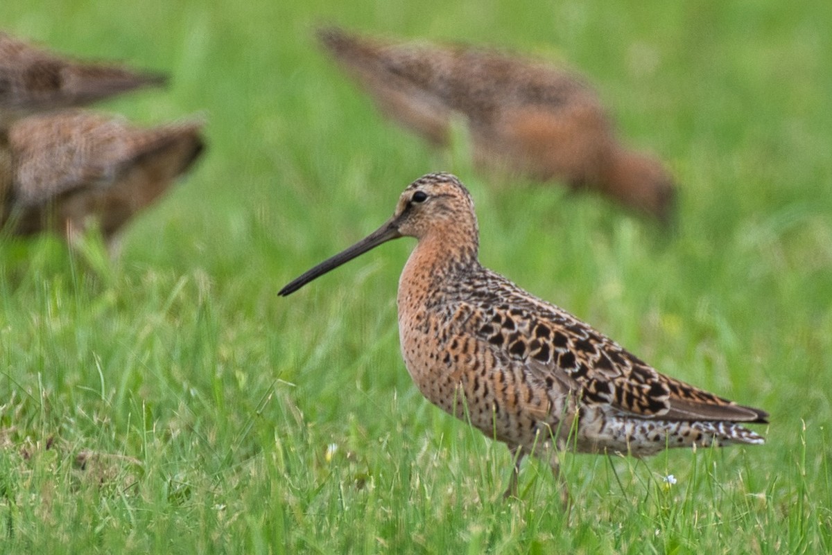 Short-billed Dowitcher - Donald Fullmer