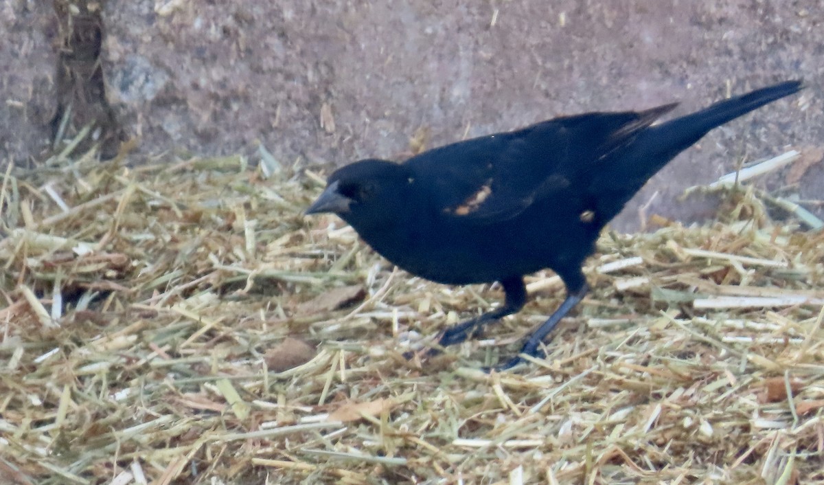 Red-winged Blackbird - ML618943347