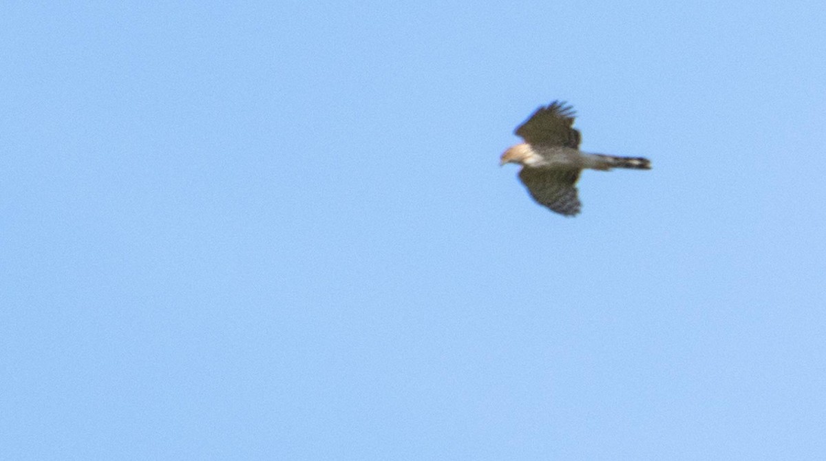 Cooper's Hawk - ML618943363