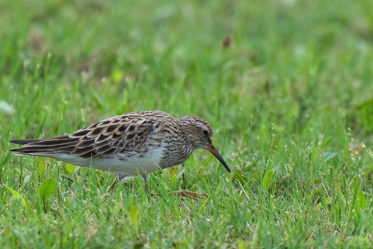 Pectoral Sandpiper - ML618943377