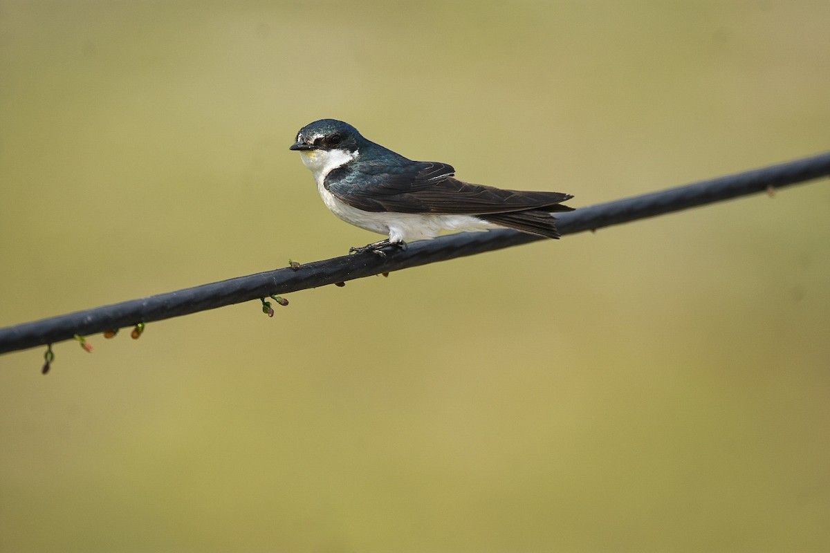 Mangrove Swallow - Jane Crawford