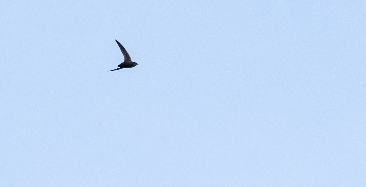 Chimney Swift - Matt M.