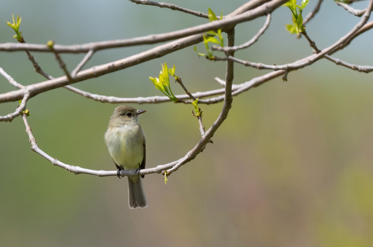 Empidonax sp. - ML618943393