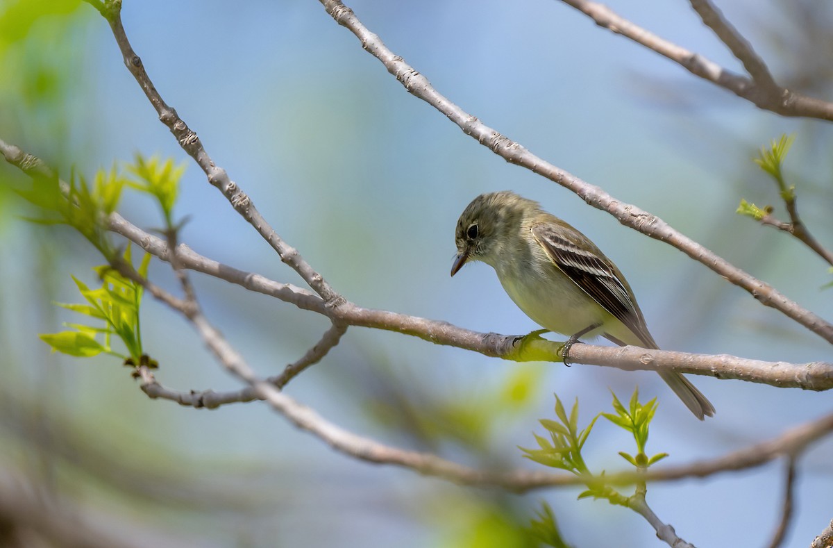 Empidonax sp. - Linda Sullivan