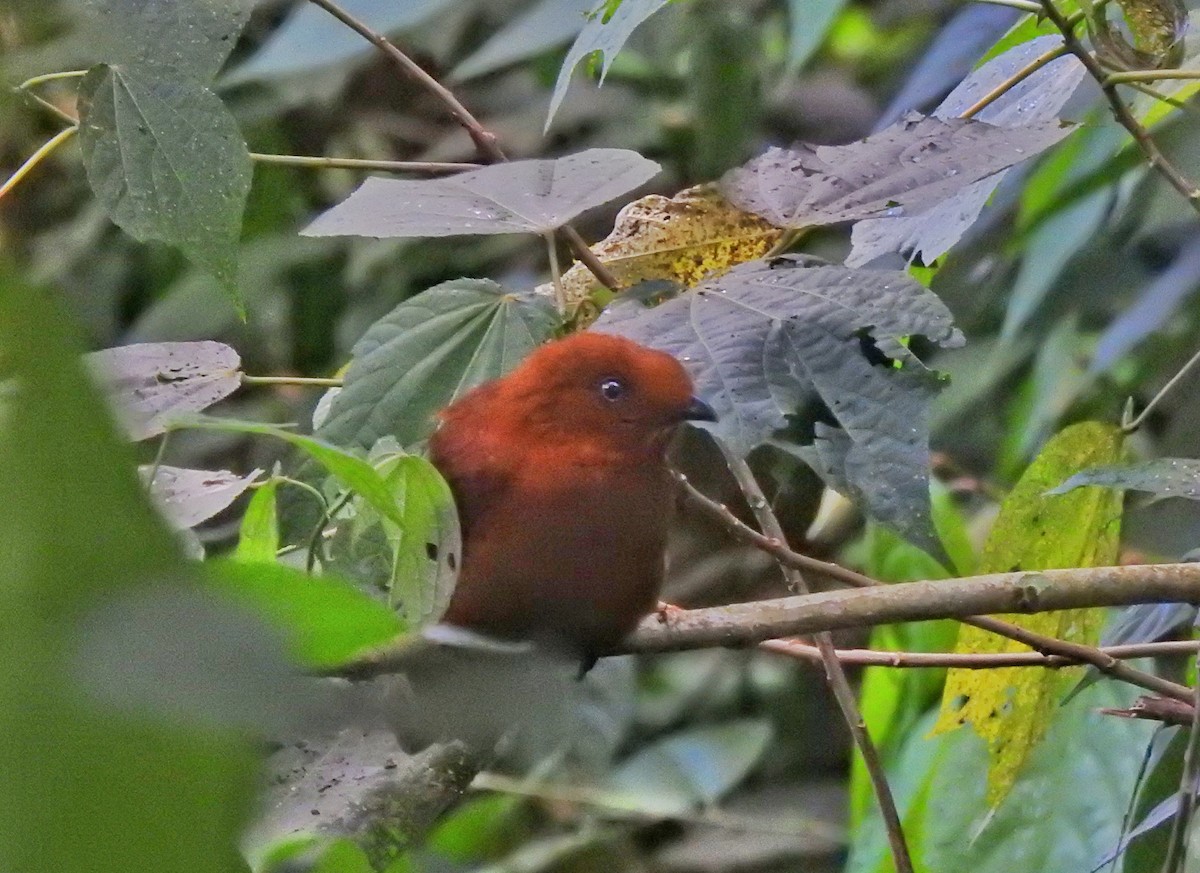 Andean Cock-of-the-rock - Jose Esteban Cortes Rodríguez