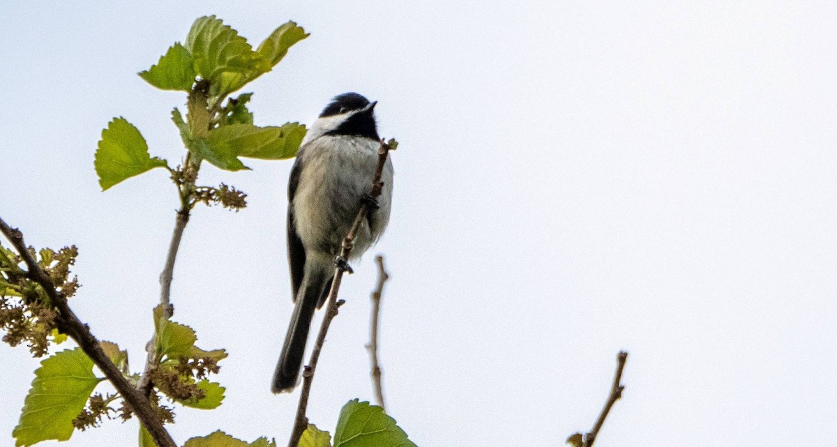 Black-capped Chickadee - Matt M.