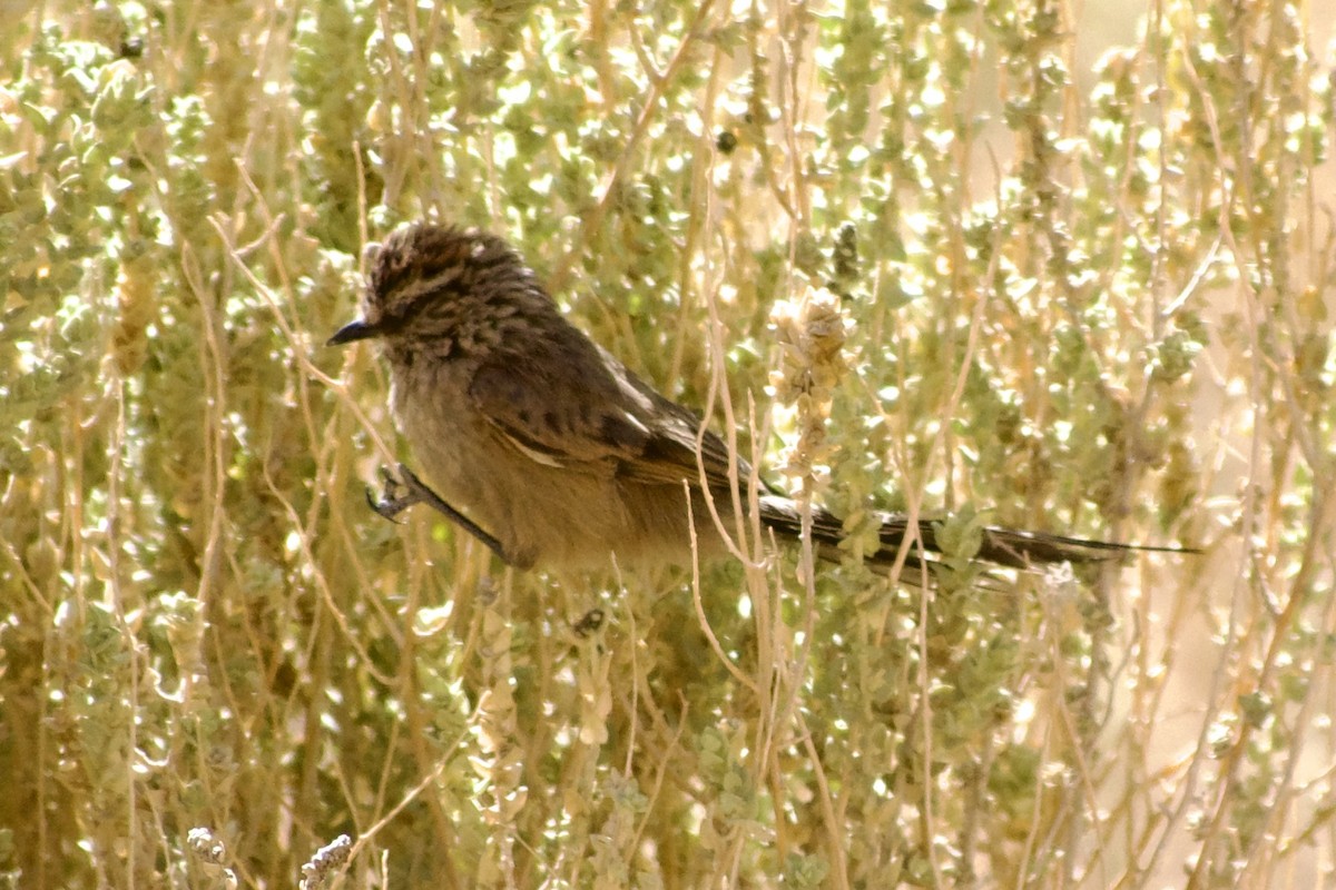 Plain-mantled Tit-Spinetail - ML618943438