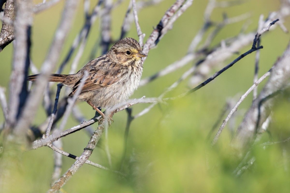 Song Sparrow (pusillula) - ML618943443