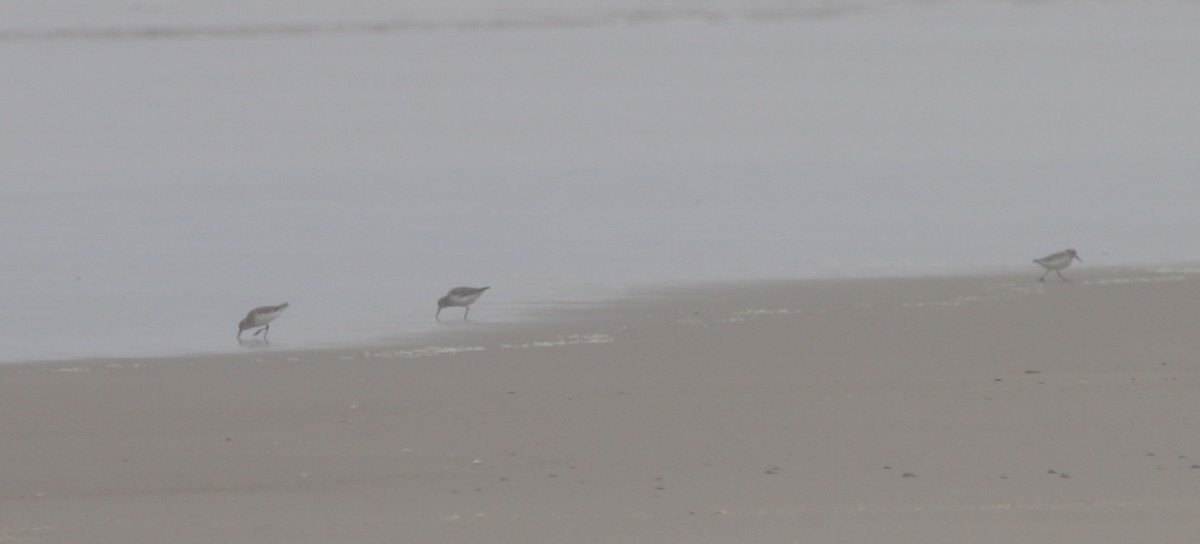 Western Sandpiper - ML618943486