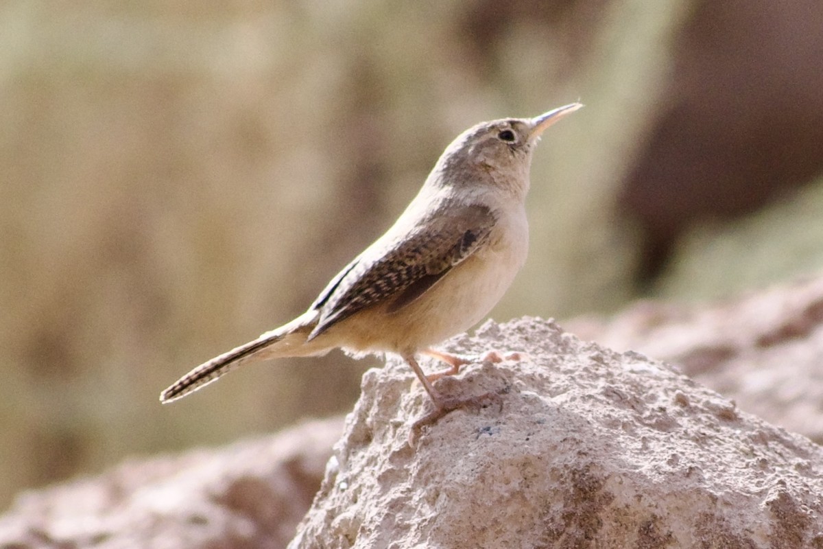 House Wren - ML618943491