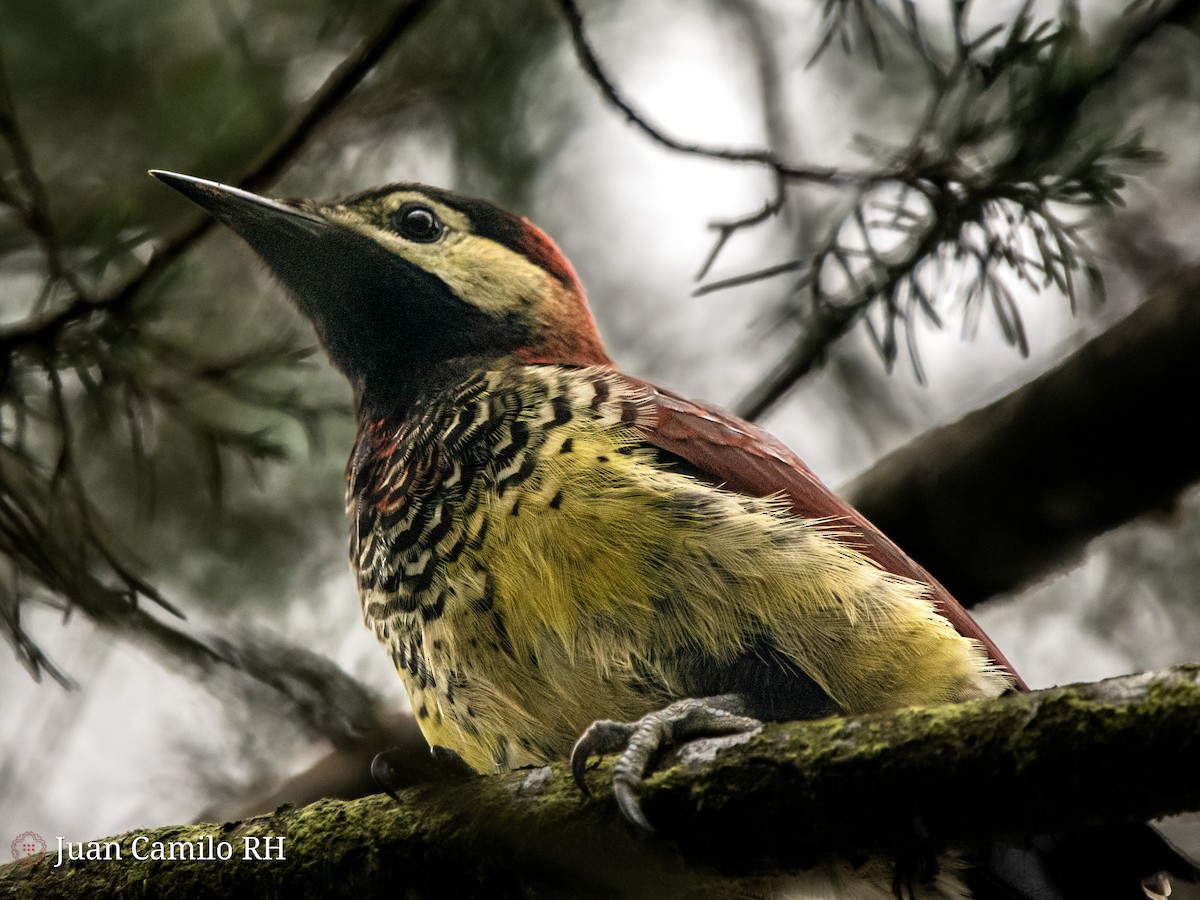 Crimson-mantled Woodpecker - ML618943513